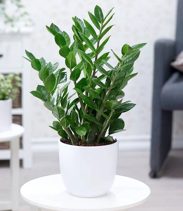 Trồng cây phong thủy theo tuổi 12 con giáp Trồng cây phong thủy theo tuổi 12 con giáp