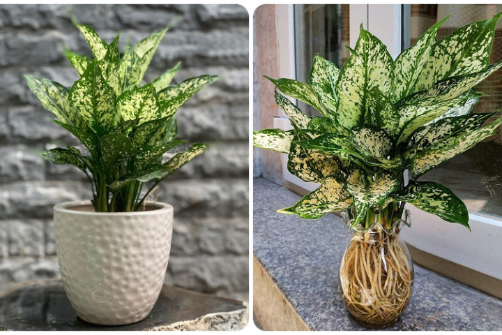 Top 10 Cây Phong Thuỷ Thu Hút Tài Lộc May Mắn 3 Top 10 Cây Phong Thuỷ Thu Hút Tài Lộc May Mắn - Bí Quyết Trang Trí Phòng Làm Việc Và Nhà Ở